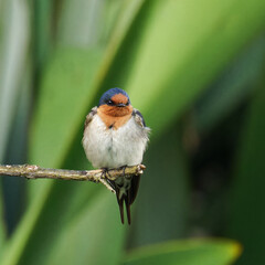 A Welcome Swallow perched on a branch early in the morning