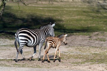 Fototapeta na wymiar Closeup of zebras walking side by side in an outdoor field on a sunny day