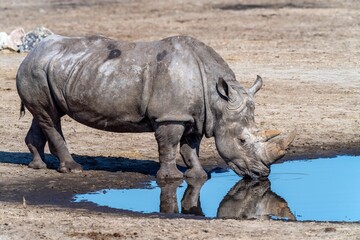 Obraz premium Close-up image of an African rhinoceros drinking from a pond on a sunny day