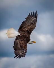 Obraz premium Closeup of a bald Eagle in flight under the blue sky