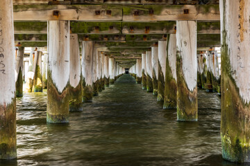 Long tunnel under the wooden water pier with big wooden bars full of green water mud - obrazy, fototapety, plakaty