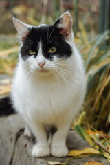black and white cat on the grass