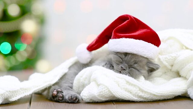 Cute kitten wearing red santa hat sleeps on festive background with christmas tree
