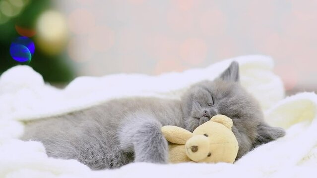 Cute Kitten sleeps on a pillow with favorite toy bear on festive background