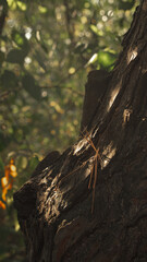 Tree trunk in the autumn forest
