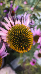 Yellow Echinacea flower in macro