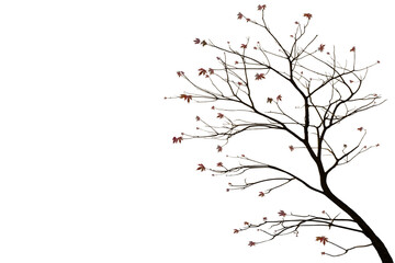 Image of a tree with few natural leaves isolated on a png file with a transparent background.