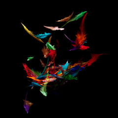 Many color Feather fly fall in Air over black background isolated. Puffy Fluffy soft feathers as purity smooth like dream floating dove in sky. Angle flying from heaven, photo motion studio lighting