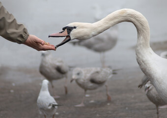 Obraz premium Feeding swan from hand