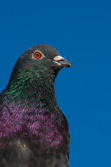 Front view of the face of Rock Pigeon face to face.Rock Pigeons crowd streets and public squares, living on discarded food and offerings of birdseed. Portrait of a common pigeon - columba livia domest