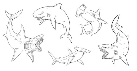 Set with sharks templates for coloring: great white shark, megalodon, mako and hammerhead shark. Hand drawn illustration. - obrazy, fototapety, plakaty