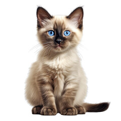 Obraz premium Siamese Kitten Isolated on Transparent or White Background, PNG