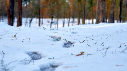 Frozen footprints on the snow in the winter forest