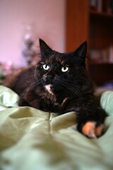 a fluffy cat is lying on the bed. pet care