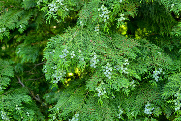 A green branch of Lawson's cypress blooming in the summer garden
