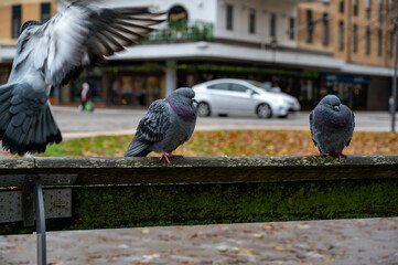 Fototapeta premium Pigeon bird in Orebro city center near castle