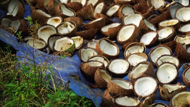 Coconut Oil Production In Thailand; Coconut Shells Cut Open In Half And Left To Sun Dry Before Being Processed Through A Factory.