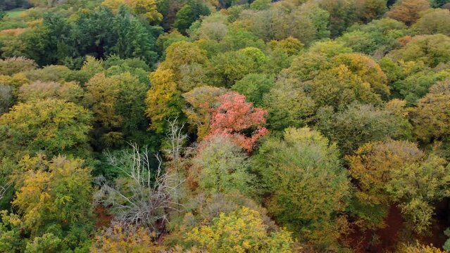 Rotating drone images show the forests in bright autumn colors.