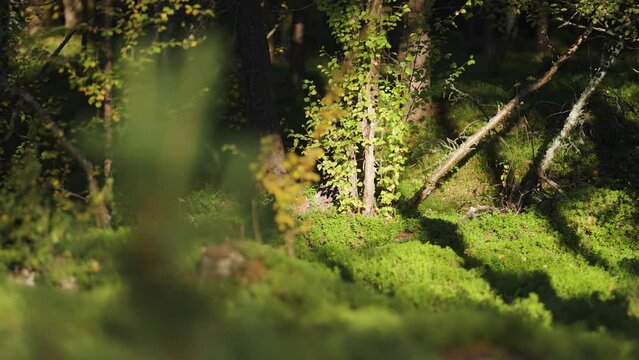 Bright summer sun shines on the moss-covered forest floor. Slow-motion, parallax.
