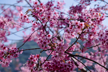 Prunus cerasoides, Wild Himalayan cherry or Nangphaya Suea Khorng flower in Thai language plant isolated on blue sky background. Pink flowers of tropical Asia and flowers blooming in spring.