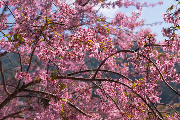 Prunus cerasoides, Wild Himalayan cherry or Nangphaya Suea Khorng flower in Thai language plant  on blue sky background. Pink flowers of tropical Asia and flowers blooming in spring.