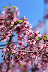 Prunus cerasoides, Wild Himalayan cherry or Nangphaya Suea Khorng flower in Thai language plant isolated on blue sky background. Pink flowers of tropical Asia and flowers blooming in spring.