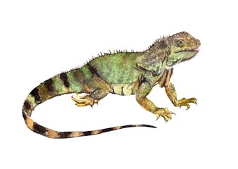 Watercolor illustration, iguana on a white background. Picture with a lizard, realism, image for the alphabet, encyclopedia, children's illustration.