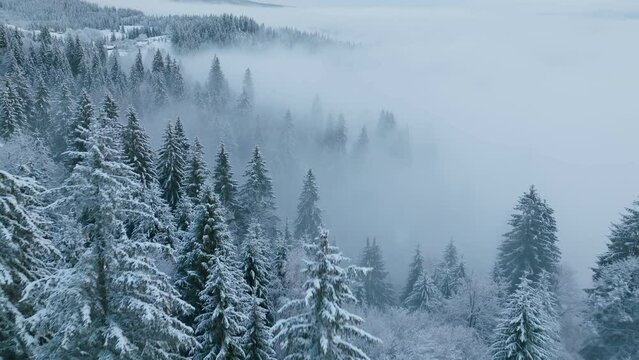 Mountains winter forest nature travel view frozen morning tree