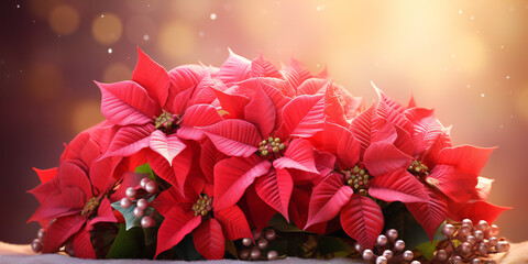 Close up on red flowers in the garden scarlet poinsettia flower or christmas star border on festive pink background generative ai 

