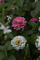 pink and white flowers