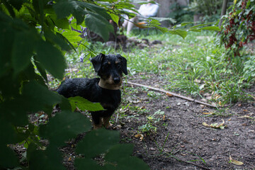 black dog in the woods