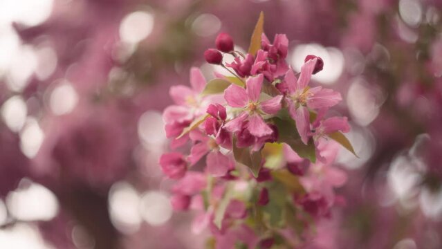 Close up of a cherry tree pink flowers blooming in spring. Slow motion, shallow depth of field. 