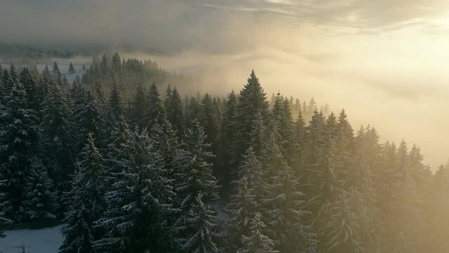 Mountains winter forest nature travel view frozen morning tree