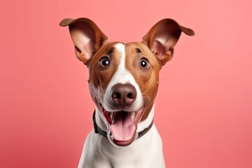 Funny and excited bull terrier mixed dog with shocked surprised expression