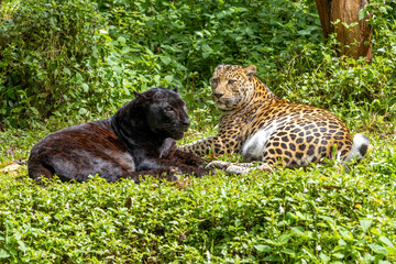 Indochinese black leopard with spotted leopard (Panthera pardus delacouri) lying together in...