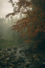misty morning in the forest, yellow and orange tree, foggy nature