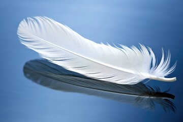 white swan feather on a glass surface reflecting its shape