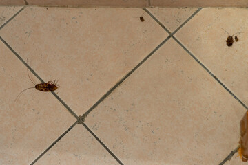 Dead cockroaches on the bathroom floor killed using a pesticide