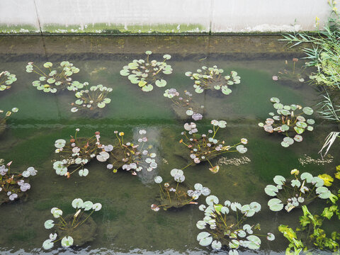 water plants in a pond
