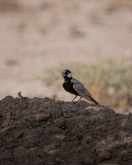 Lone Black-crowned sparrow lark sitting on a mound of dirt in the shade