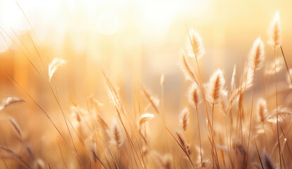 a wheat grass field in the sunlight