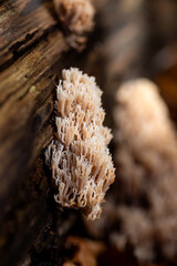 Cluster of Crown coral or crown-tipped coral fungus (Artomyces pyxidatus) is a branched white beige mushroom growing on rotten wood. Macro close up in a forest in Sauerland Germany in autumn season.