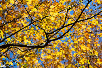 Beech (Fagus) branches and leaves in a forest in fall season. Translucent golden yellow foliage back lit by bright autumn sun. Colorful natural background on a blue sky Indian summer day in Sauerland.