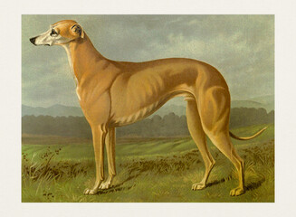 Dog Illustration. Greyhound