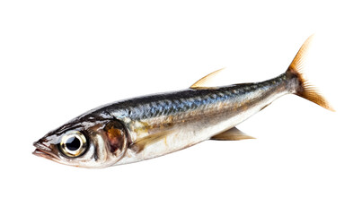 Fresh sardine isolated on white background, clipping path included.