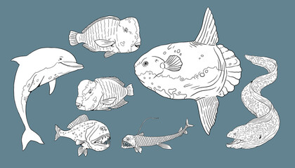 Set with fisch templates for coloring: humphead parrotfish, moray eel, sunfish, dolphin and frogfish. Hand drawn illustration. - obrazy, fototapety, plakaty