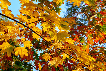 Autumn background of bright golden orange yellow leaves and twigs