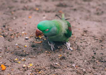 Indian Ringneck parrots are attractive, intelligent and friendly pets