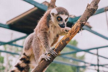 ring-tailed lemur (lemur catta)