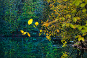Yedigöller or Seven Lakes National Park is in Turkey.
Reflection of a lake with trees and blue sky in autumn colors. Yedigöller, Bolu.
Yedigöller in autumn. Bolu, Türkiye.